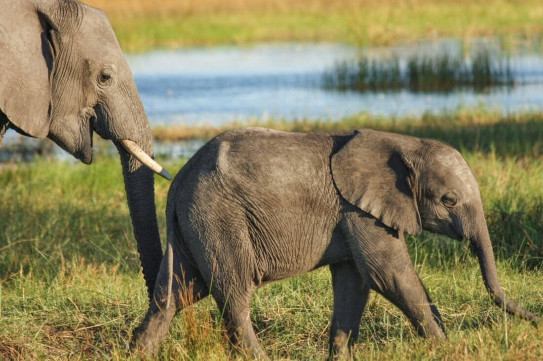 elephant-523243_1280.jpg